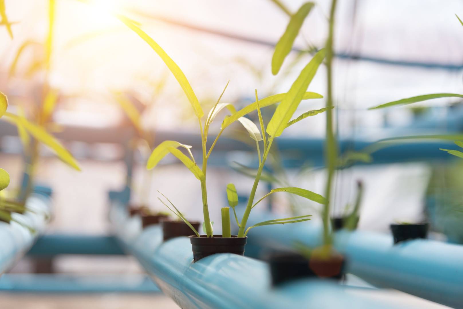 低場(chǎng)核磁共振技術(shù)在食品農(nóng)業(yè)領(lǐng)域應(yīng)用方案